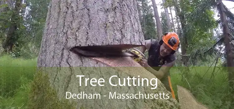 Tree Cutting Dedham - Massachusetts