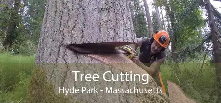 Tree Cutting Hyde Park - Massachusetts