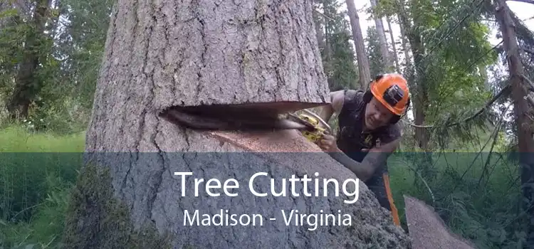 Tree Cutting Madison - Virginia