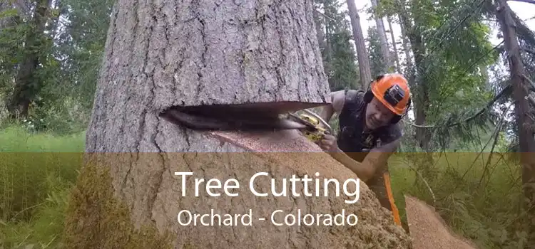 Tree Cutting Orchard - Colorado