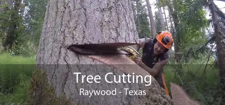 Tree Cutting Raywood - Texas