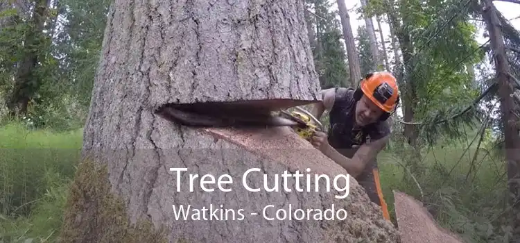 Tree Cutting Watkins - Colorado