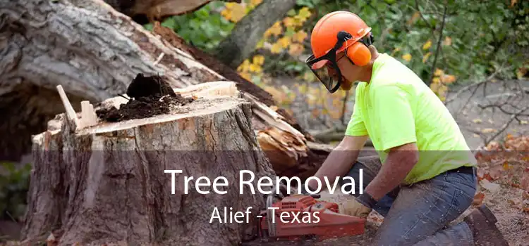 Tree Removal Alief - Texas