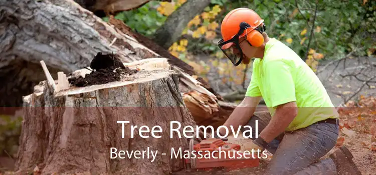 Tree Removal Beverly - Massachusetts