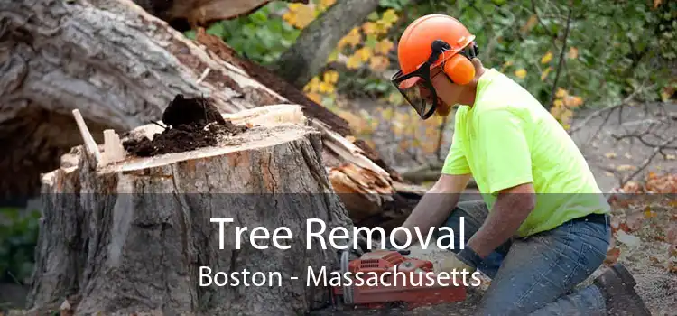 Tree Removal Boston - Massachusetts