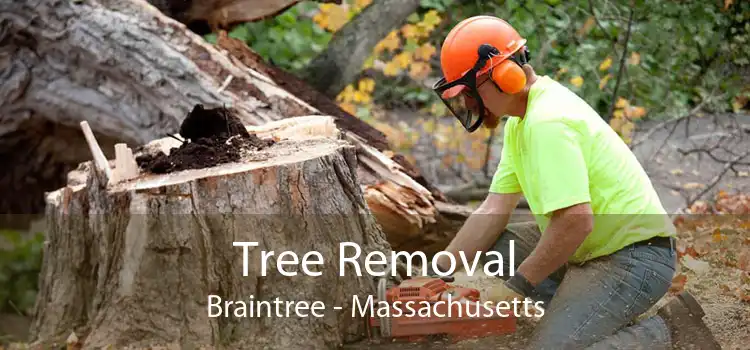 Tree Removal Braintree - Massachusetts