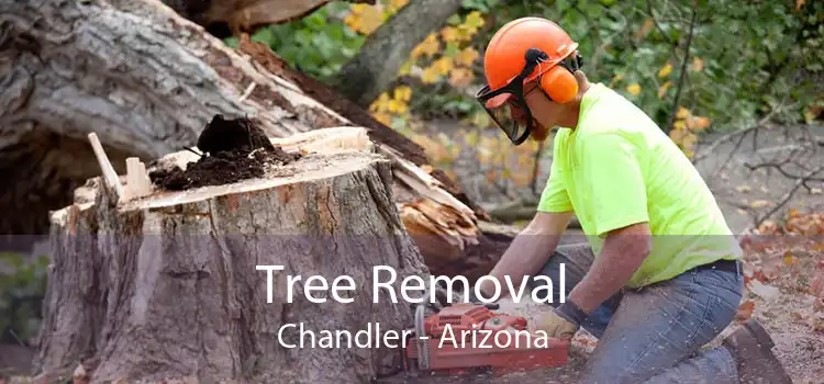 Tree Removal Chandler - Arizona