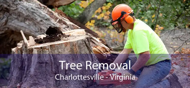 Tree Removal Charlottesville - Virginia