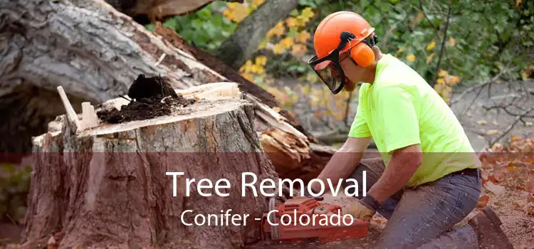 Tree Removal Conifer - Colorado