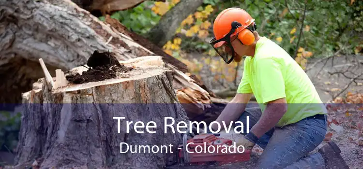 Tree Removal Dumont - Colorado