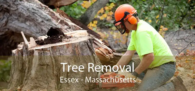 Tree Removal Essex - Massachusetts