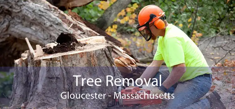 Tree Removal Gloucester - Massachusetts