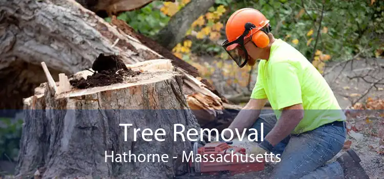 Tree Removal Hathorne - Massachusetts