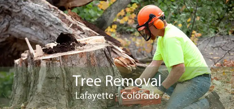 Tree Removal Lafayette - Colorado