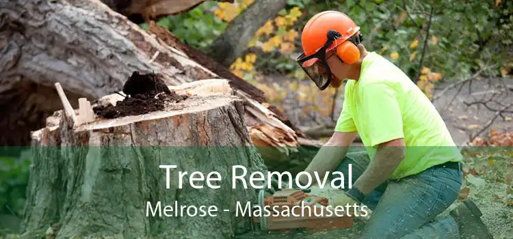 Tree Removal Melrose - Massachusetts