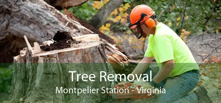 Tree Removal Montpelier Station - Virginia