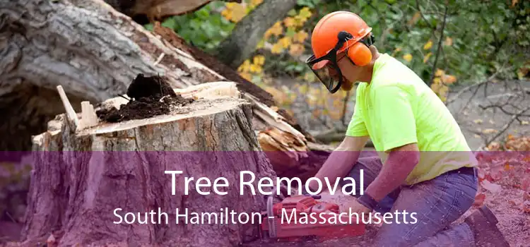 Tree Removal South Hamilton - Massachusetts