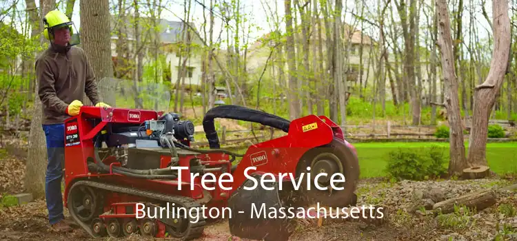 Tree Service Burlington - Massachusetts