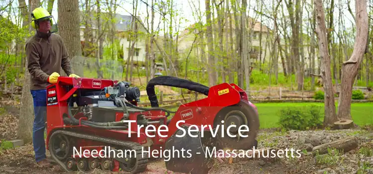 Tree Service Needham Heights - Massachusetts