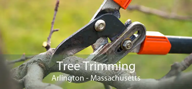 Tree Trimming Arlington - Massachusetts