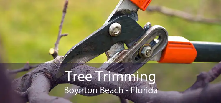 Tree Trimming Boynton Beach - Florida