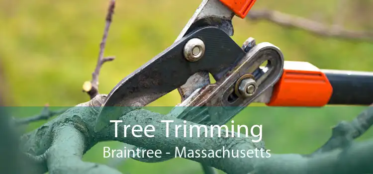 Tree Trimming Braintree - Massachusetts