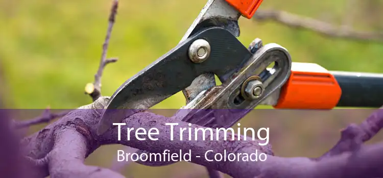 Tree Trimming Broomfield - Colorado