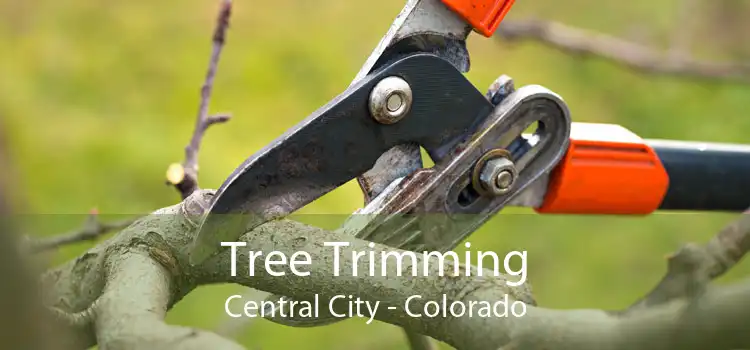 Tree Trimming Central City - Colorado