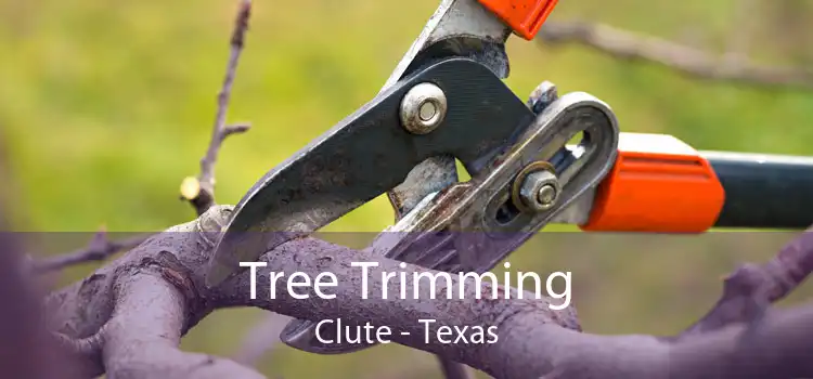 Tree Trimming Clute - Texas