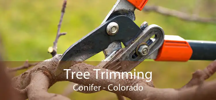 Tree Trimming Conifer - Colorado