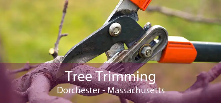 Tree Trimming Dorchester - Massachusetts