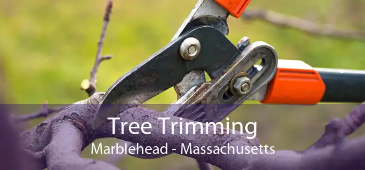 Tree Trimming Marblehead - Massachusetts