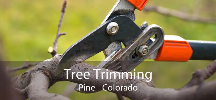 Tree Trimming Pine - Colorado