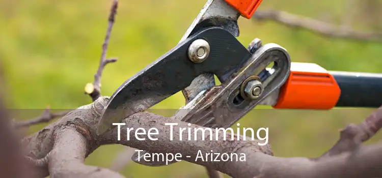 Tree Trimming Tempe - Arizona