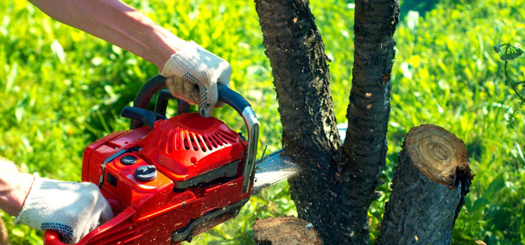 Tree Trimming Service in Hull, TX